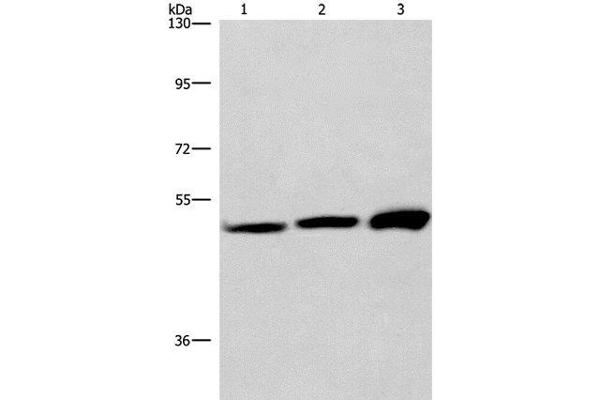 VWA5A antibody