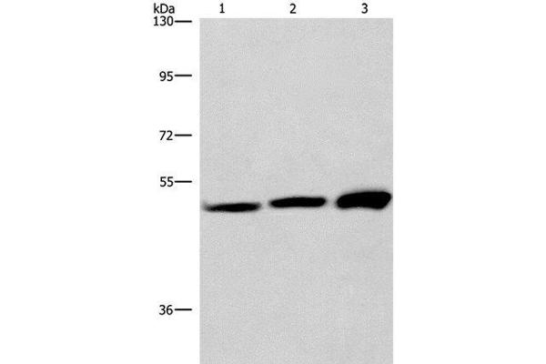 VWA5A anticorps