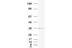 Western Blotting (WB) image for Junctional Adhesion Molecule 3 (JAM3) protein (Myc-DYKDDDDK Tag) (ABIN2723925)