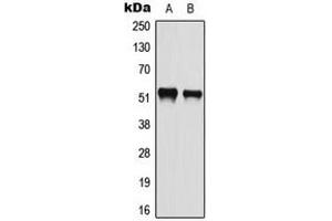 Western blot analysis of ATF2 (pS112) expression in HeLa (A), A549 (B) whole cell lysates.