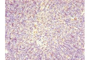 Immunohistochemistry of paraffin-embedded human thymus tissue using ABIN7147370 at dilution of 1:100