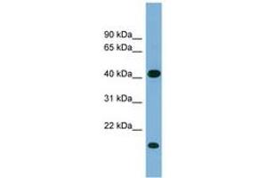 Image no. 1 for anti-BRX1, Biogenesis of Ribosomes, Homolog (BRIX1) (AA 179-228) antibody (ABIN6744141) (BRIX1 antibody  (AA 179-228))