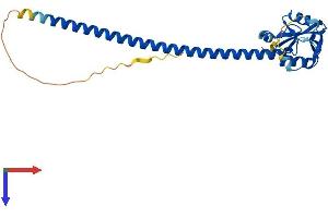 AlphaFold protein structure predicition of Mouse Recombinant Clec12a Protein, UniprotID Q504P2