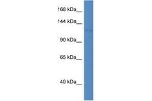 Image no. 1 for anti-Patatin-Like phospholipase Domain Containing 6 (PNPLA6) (C-Term) antibody (ABIN6746276) (PNPLA6 antibody  (C-Term))