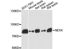 Western blot analysis of extracts of various cell lines, using NEXN antibody. (NEXN antibody)
