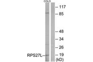 Western blot analysis of extracts from COLO cells, using RPS27L Antibody. (RPS27L antibody  (AA 1-50))