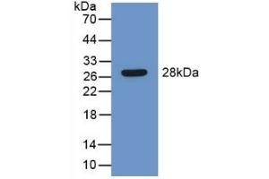 SERPINB1 anticorps  (AA 184-368)