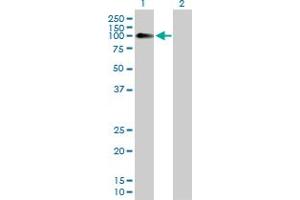 Western Blot analysis of NLGN4X expression in transfected 293T cell line by NLGN4X MaxPab polyclonal antibody. (Neuroligin 4 antibody  (AA 1-816))