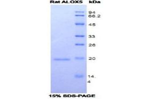 SDS-PAGE (SDS) image for Arachidonate 5-Lipoxygenase (ALOX5) (AA 373-535) protein (His tag) (ABIN1078892) (ALOX5 Protein (AA 373-535) (His tag))