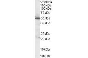 ABIN185389 (1µg/ml) staining of Human Pancreas lysate (35µg protein in RIPA buffer).