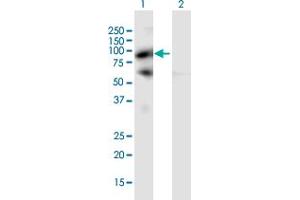 Western Blot analysis of PIWIL4 expression in transfected 293T cell line by PIWIL4 MaxPab polyclonal antibody. (PIWIL4 antibody  (AA 1-852))