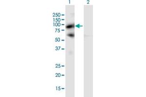 Western Blot analysis of PIWIL4 expression in transfected 293T cell line by PIWIL4 MaxPab polyclonal antibody.