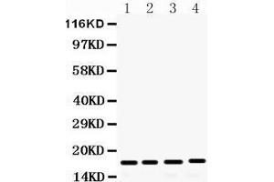 Western Blotting (WB) image for anti-Fibroblast Growth Factor 2 (Basic) (FGF2) (AA 219-249), (C-Term) antibody (ABIN3042390) (FGF2 antibody  (C-Term))