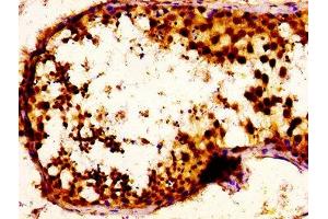 IHC image of ABIN7168388 diluted at 1:100 and staining in paraffin-embedded human testis tissue performed on a Leica BondTM system. (NOVA1 antibody  (AA 6-174))