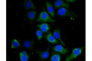 Immunofluorescence (IF) image for anti-Hemoglobin, delta (HBd) (AA 1-143) antibody (ABIN7443527)