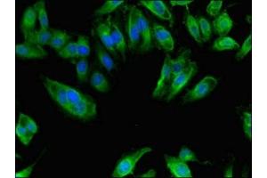 Immunofluorescent analysis of Hela cells using ABIN7156151 at dilution of 1:100 and Alexa Fluor 488-congugated AffiniPure Goat Anti-Rabbit IgG(H+L) (NAALADL2 antibody  (AA 143-795))