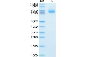 Human GITR Ligand (Trimer) on Tris-Bis PAGE under reduced condition. (TNFSF18 Protein (Trimer) (Fc Tag))