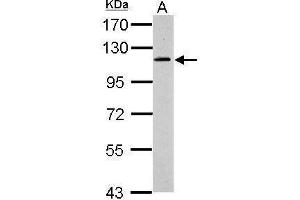 WB Image Sample (30 ug of whole cell lysate) A: HepG2 7. (GRIPAP1 antibody)
