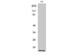 Western Blotting (WB) image for anti-Small Ubiquitin Related Modifier Protein 1 (SUMO1) (N-Term) antibody (ABIN3187108) (SUMO1 antibody  (N-Term))