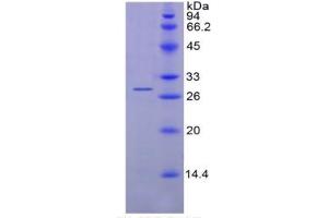 SDS-PAGE of Protein Standard from the Kit  (Highly purified E. (IL12A ELISA Kit)