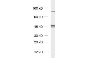 dilution: 1 : 5000, sample: rat brain homogenate