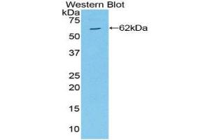Western Blotting (WB) image for anti-Mitogen-Activated Protein Kinase Kinase 4 (MAP2K4) (AA 137-394) antibody (ABIN3210047) (MAP2K4 antibody  (AA 137-394))