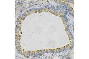 Immunohistochemistry of paraffin-embedded mouse lung using AZGP1 Antibody (ABIN1876553) at dilution of 1:100 (40x lens). (AZGP1 antibody)