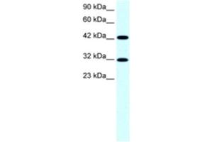 Western Blotting (WB) image for anti-General Transcription Factor IIH, Polypeptide 2, 44kDa (GTF2H2) antibody (ABIN2463846) (GTF2H2 antibody)