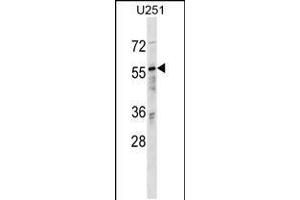 Western blot analysis in U251 cell line lysates (35ug/lane). (RanBP3 antibody  (N-Term))