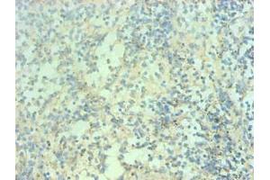 Immunohistochemical of paraffin-embedded human spleen tissue using ABIN7168560 at dilution of 1:200 (S1A9 antibody)
