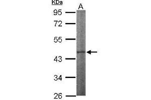 WB Image Sample (50 ug of whole cell lysate) A: Mouse brain 10% SDS PAGE antibody diluted at 1:1000 (IPMK antibody)