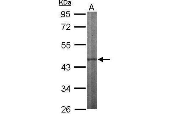 IPMK antibody