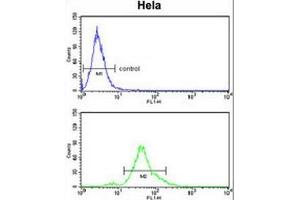 ACP1 Antibody (N-term) flow cytometry analysis of Hela cells (bottom histogram) compared to a negative control cell (top histogram). (ACP1 antibody  (N-Term))