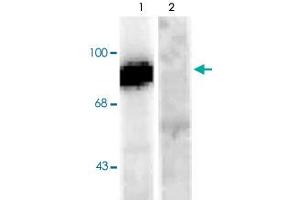 Western blot of rat hippocampal lysate stimulated with forskolin showing specific immunolabeling of the ~95k Dynamin phosphorylated at Ser778 (Control, lane 1). (Dynamin 1 antibody  (pSer778))