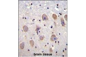 KCNK1 Antibody (C-term) (ABIN656119 and ABIN2845458) immunohistochemistry analysis in formalin fixed and paraffin embedded human brain tissue followed by peroxidase conjugation of the secondary antibody and DAB staining. (KCNK1 antibody  (C-Term))