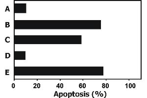 Functional applicvation example: Apoptosis induced in JURKAT human T cell leukemia cell line by soluble recombinant human TRAIL is completely blocked by anti-human TRAIL (2E5). (TRAIL antibody  (AA 95-281))