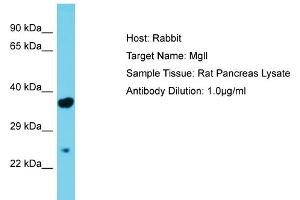 Host: Rabbit Target Name: Mgll Sample Type: Rat Pancreas lysates Antibody Dilution: 1. (MGLL antibody  (Middle Region))
