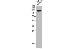 Western Blot analysis of RAT-MUSCLE cells using Phospho-Trk B (Y516) Polyclonal Antibody (TRKB antibody  (pTyr516))