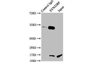 SYNJ2BP antibody  (AA 1-117)