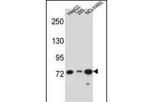 LNX2 Antibody (C-term) (ABIN656995 and ABIN2846175) western blot analysis in HepG2,293,NCI- cell line lysates (35 μg/lane). (LNX2 antibody  (C-Term))