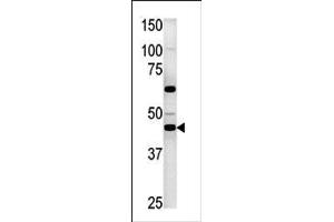 Western blot analysis of anti-PGK2 in HepG2 cell line lysate (35ug/lane). (PGK2 antibody  (C-Term))