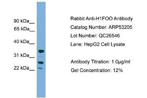 WB Suggested Anti-H1FOO  Antibody Titration: 0. (H1FOO antibody  (Middle Region))