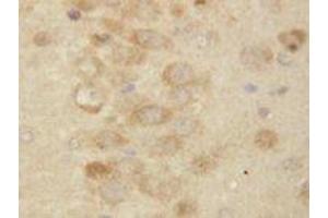 Image no. 1 for anti-Presenilin 2 (Alzheimer Disease 4) (PSEN2) (AA 319-334) antibody (ABIN1493957) (Presenilin 2 antibody  (AA 319-334))