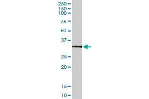 ANXA5 MaxPab rabbit polyclonal antibody. (Annexin V antibody  (AA 1-320))