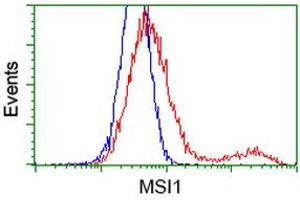 HEK293T cells transfected with either RC215992 overexpress plasmid (Red) or empty vector control plasmid (Blue) were immunostained by anti-MSI1 antibody (ABIN2454101), and then analyzed by flow cytometry. (MSI1 antibody)