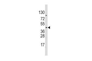 Western blot analysis of PDK4 Antibody  in CEM cell line lysates (35 μg/lane). (PDK4 antibody  (AA 250-277))