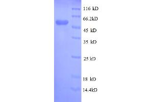 SDS-PAGE (SDS) image for Glutathione S-Transferase pi 1 (GSTP1) (AA 2-210) protein (GST tag) (ABIN5712724)
