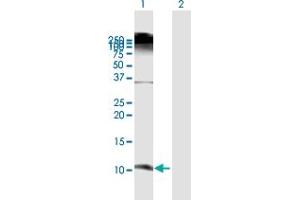 Western Blot analysis of DEFB103A expression in transfected 293T cell line by DEFB103A MaxPab polyclonal antibody. (DEFB103A antibody  (AA 1-67))
