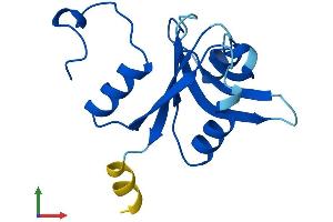 Protein Structure (PS) image for UFM1-Specific Peptidase 1 (Non-Functional) (UFSP1) (AA 1-142) protein (His tag) (ABIN7544926)