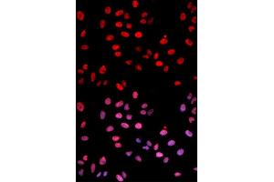 Immunofluorescence analysis of U2OS cells using Phospho-Jun-S243 antibody (ABIN5969907).